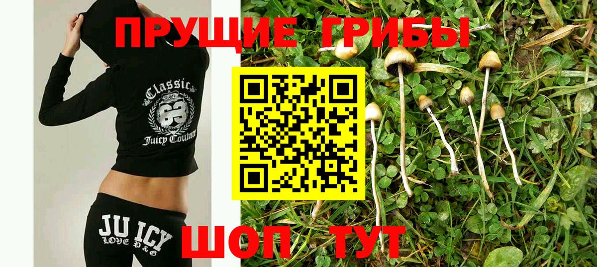 Галлюциногенные грибы Psilocybine cubensis Карачаевск
